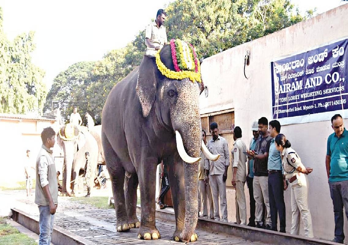 Srikanta Tops Mysuru Dasara Elephant Weigh-In - News Karnataka