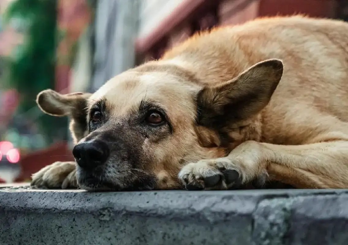 Stray dog attacks elderly man in Belagavi, CCTV captures ordeal - News Karnataka