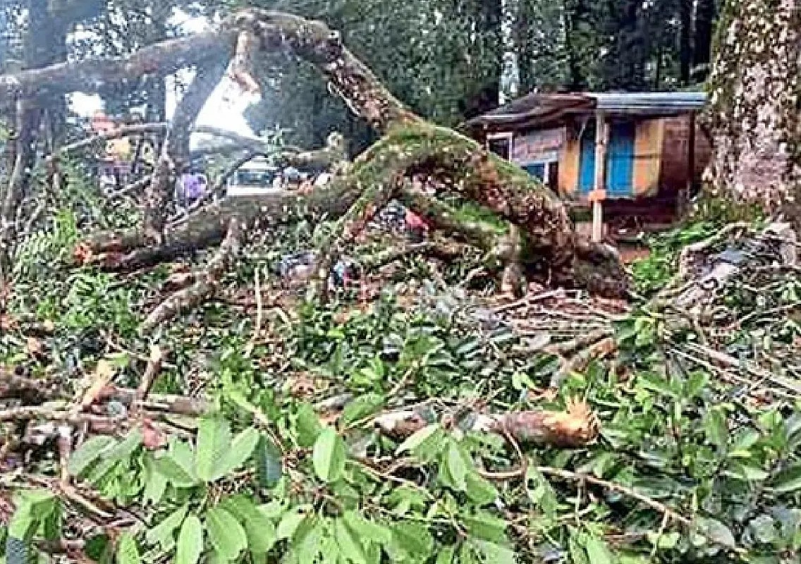 Survey begins to identify dangerous trees in Hebri - News Karnataka