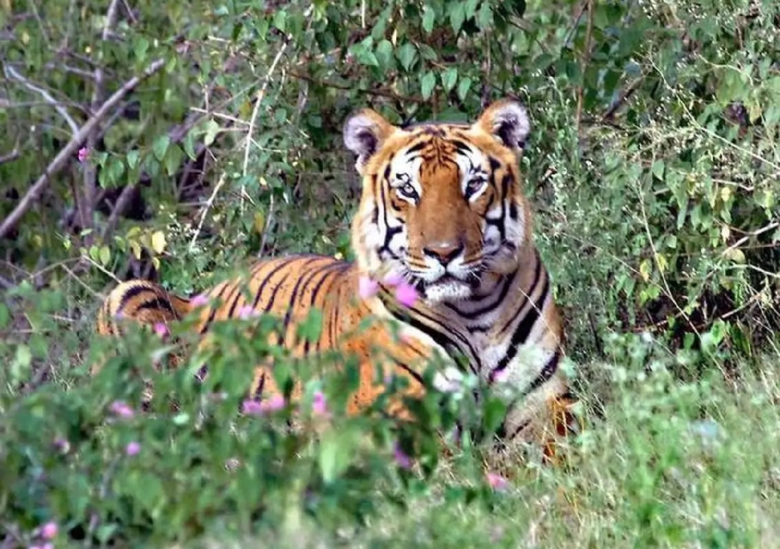 Three arrested for trying to sell tiger parts in Bandipur - News Karnataka