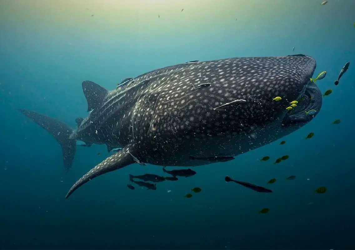 Tiny whale shark offers rare clue to hidden birthplace - News Karnataka