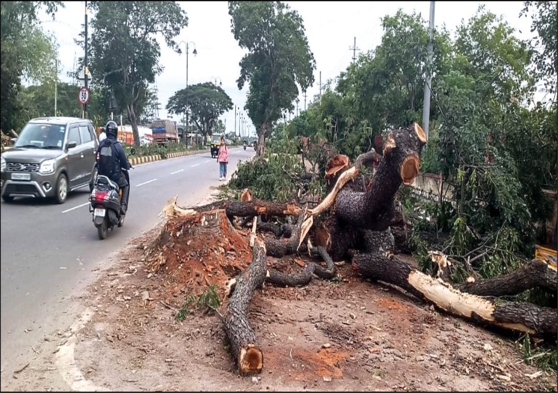 Mysuru flyover: Seven more trees cut on Bengaluru Highway - News Karnataka