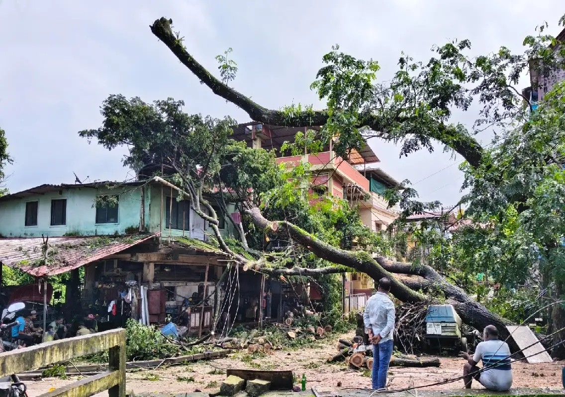 Tree and electric pole crash onto garage in Mangaluru - News Karnataka