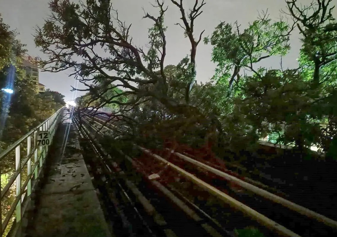 Tree branch falls near metro station, teacher critically injured - News Karnataka