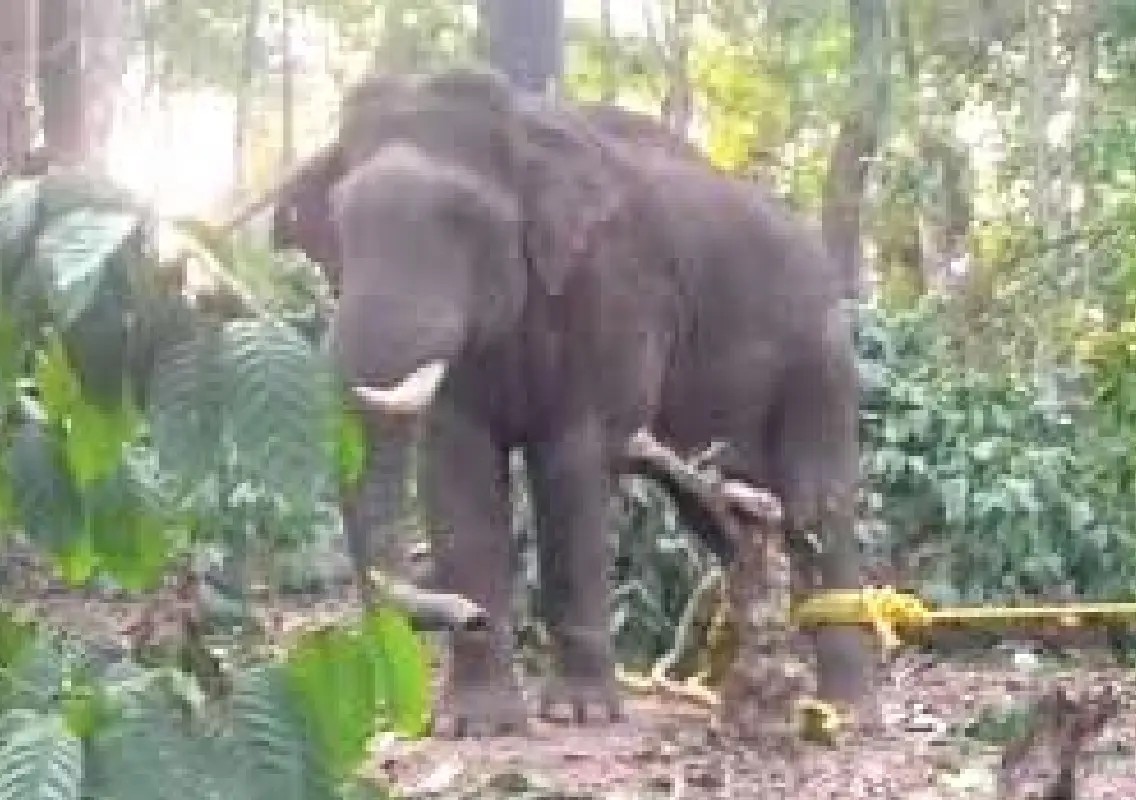 Tusker that killed Kodagu estate worker captured after protests - News Karnataka