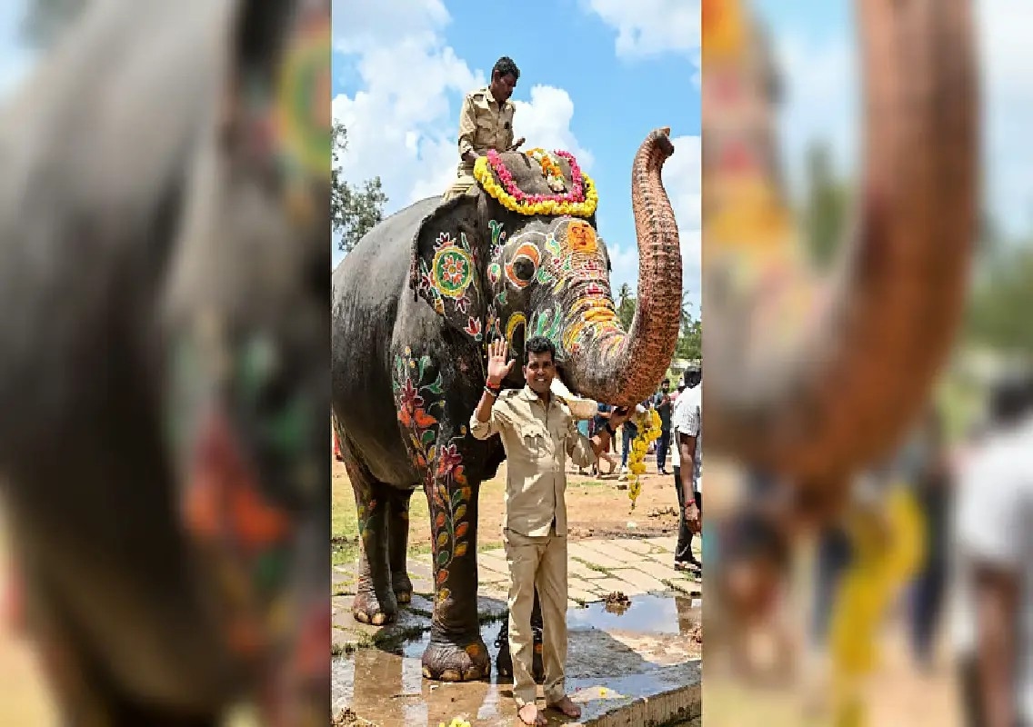 Veteran elephant Abhimanyu to receive majestic farewell at Gajapayana - News Karnataka