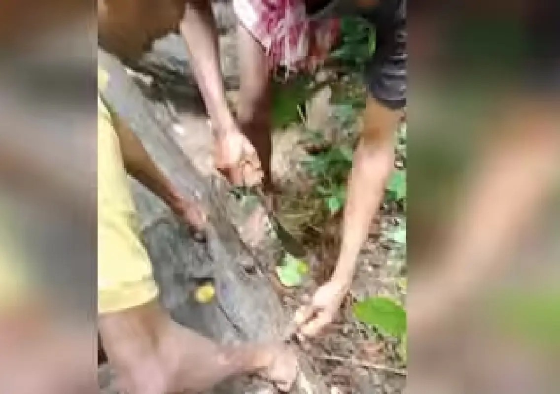 Viral reel leads to arrest of three for killing protected lizard - News Karnataka