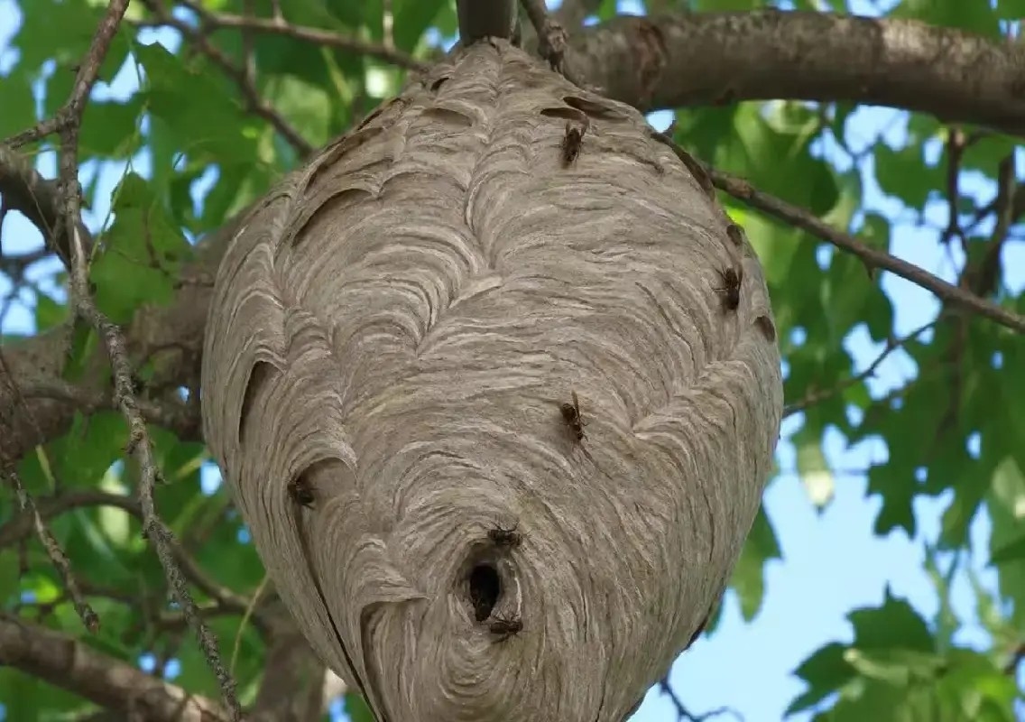 Wasp nest near Puttur KSRTC depot removed after residents raise alarm - News Karnataka