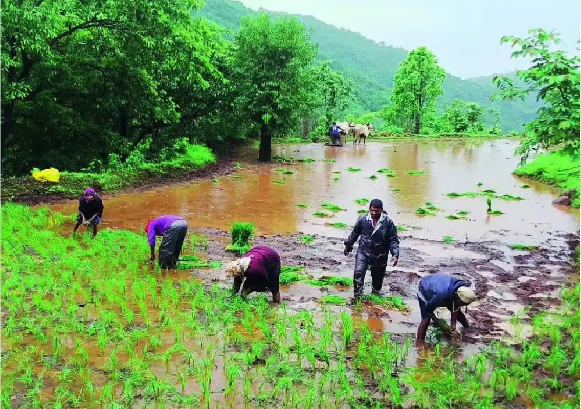 Weak monsoon hits paddy, ragi sowing in Mysuru district - News Karnataka