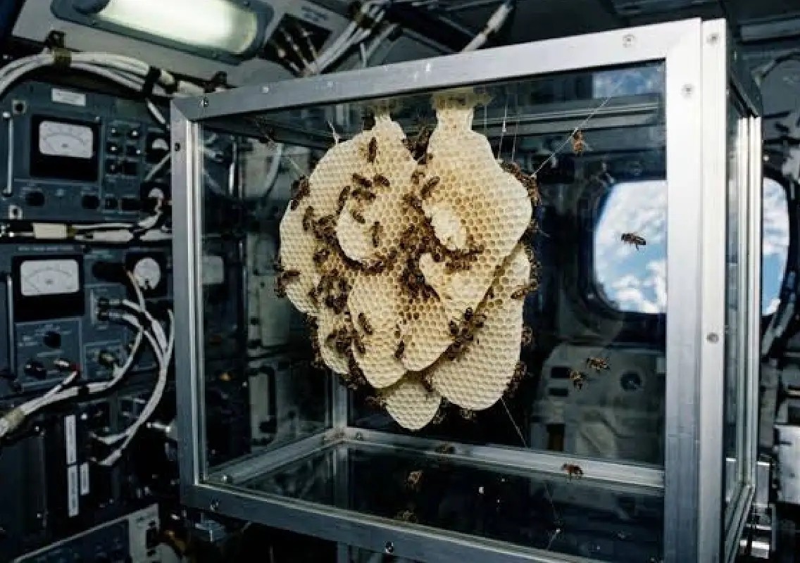 When bees built honeycomb in space for NASA - News Karnataka