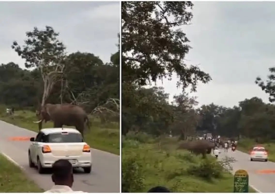 Wild elephant attacks tourist car on Ooty Road - News Karnataka