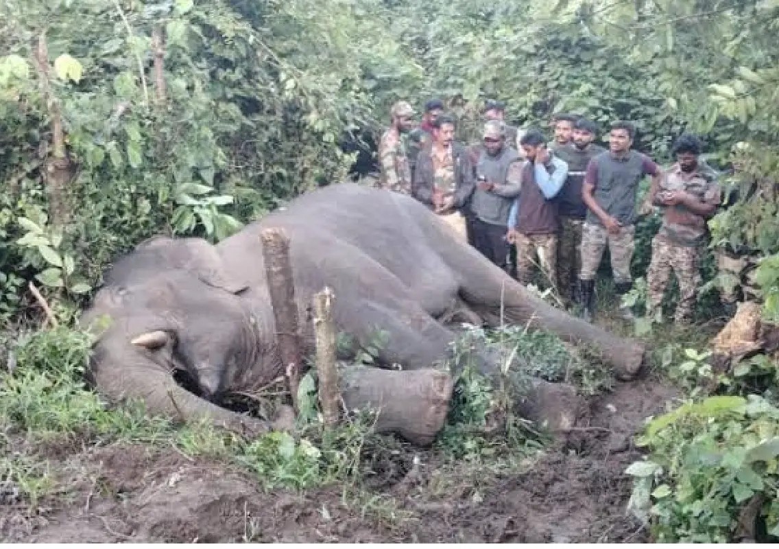 Wild tusker rescued after eight-hour operation in Belur - News Karnataka