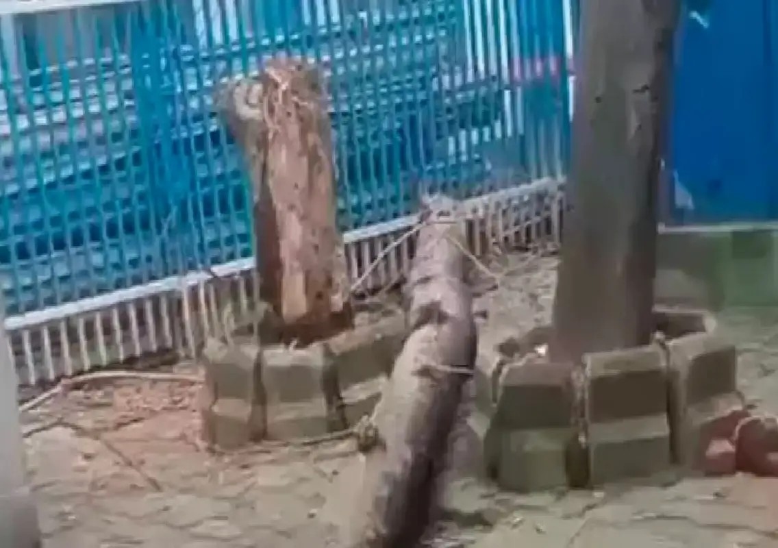 Woman dies after tree falls at Kolkata’s SSKM Hospital: WATCH - News Karnataka
