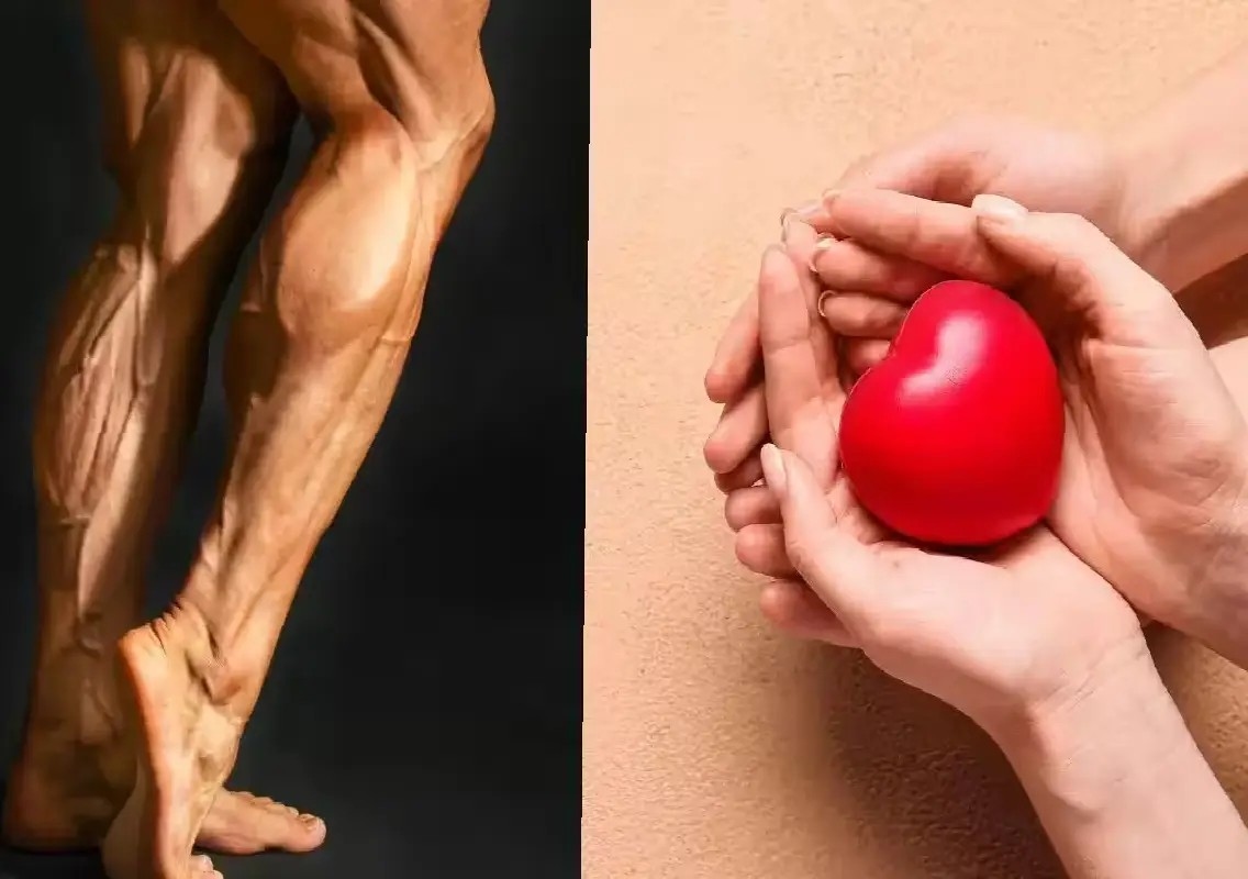 Your calf muscles may be doing more for your heart than you realise - News Karnataka