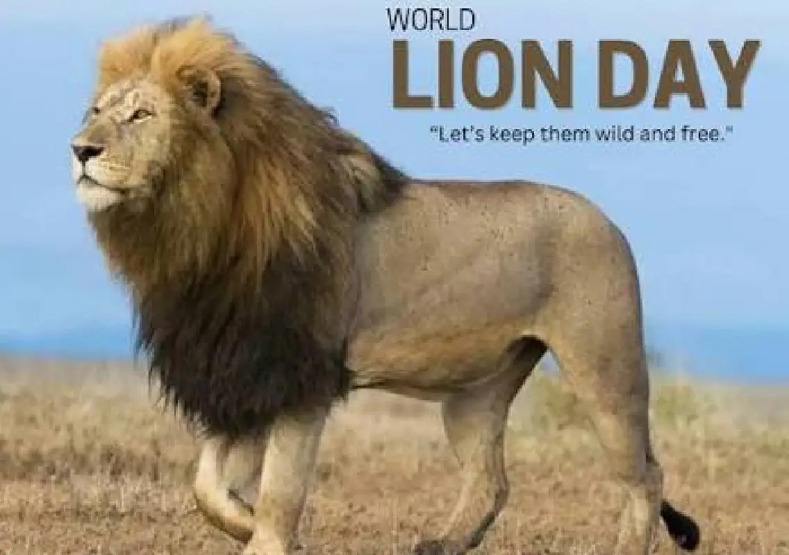 Zoo marks World Lion Day with focus on conservation - News Karnataka