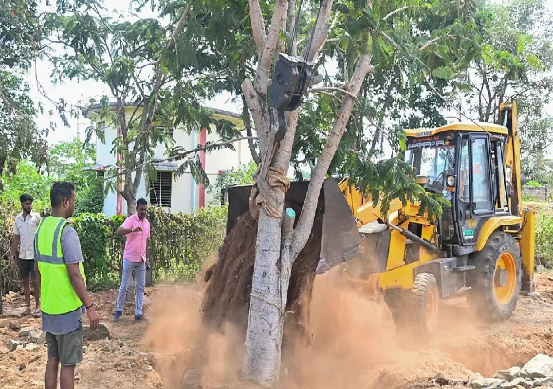 100 trees translocated for Mysuru flyover, environmentalists raise concerns - News Karnataka