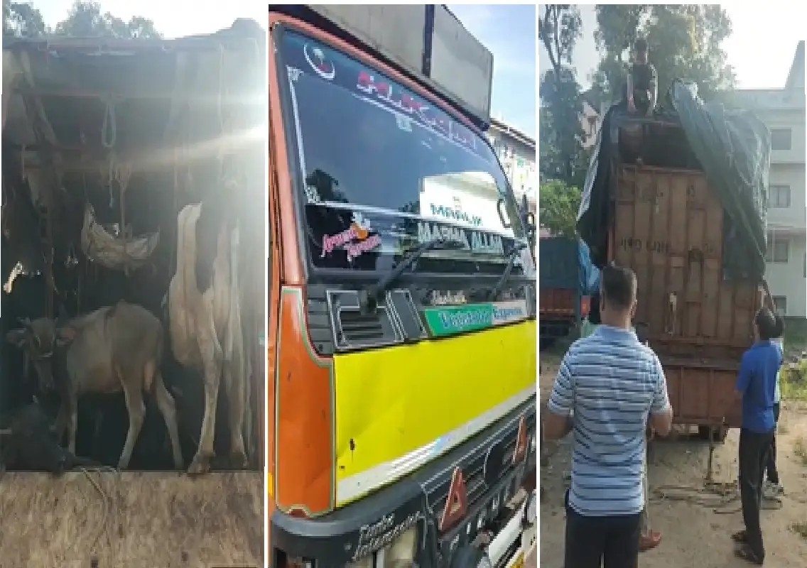 17 cattle rescued from alleged cruel transport near Padil: WATCH - News Karnataka