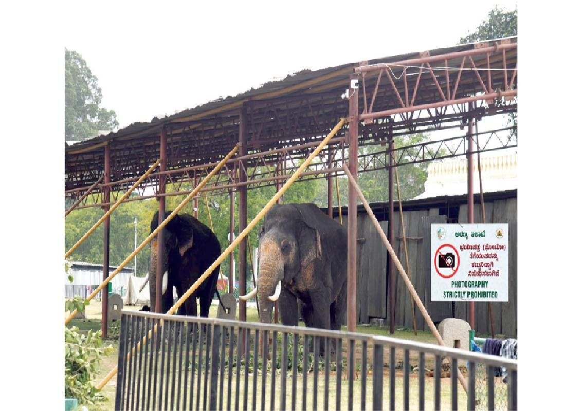 Mysuru Dasara elephants placed under CCTV watch - News Karnataka