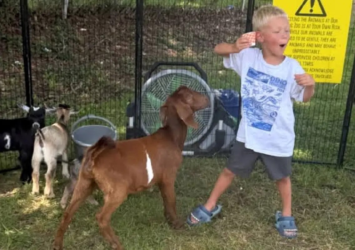 4-year-old boy gets rabies shots after goat petting zoo exposure - News Karnataka