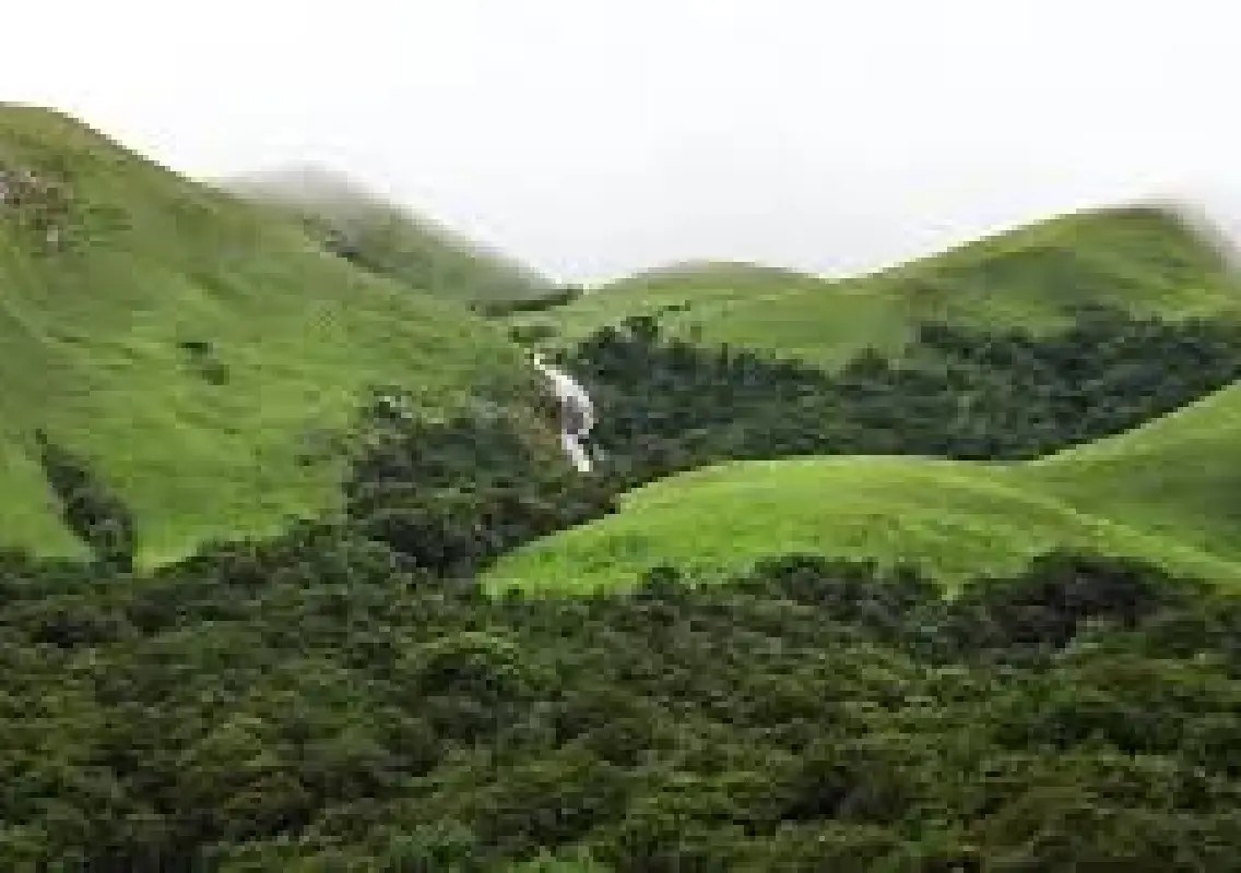A rare Western Ghats ecosystem is quietly disappearing - News Karnataka
