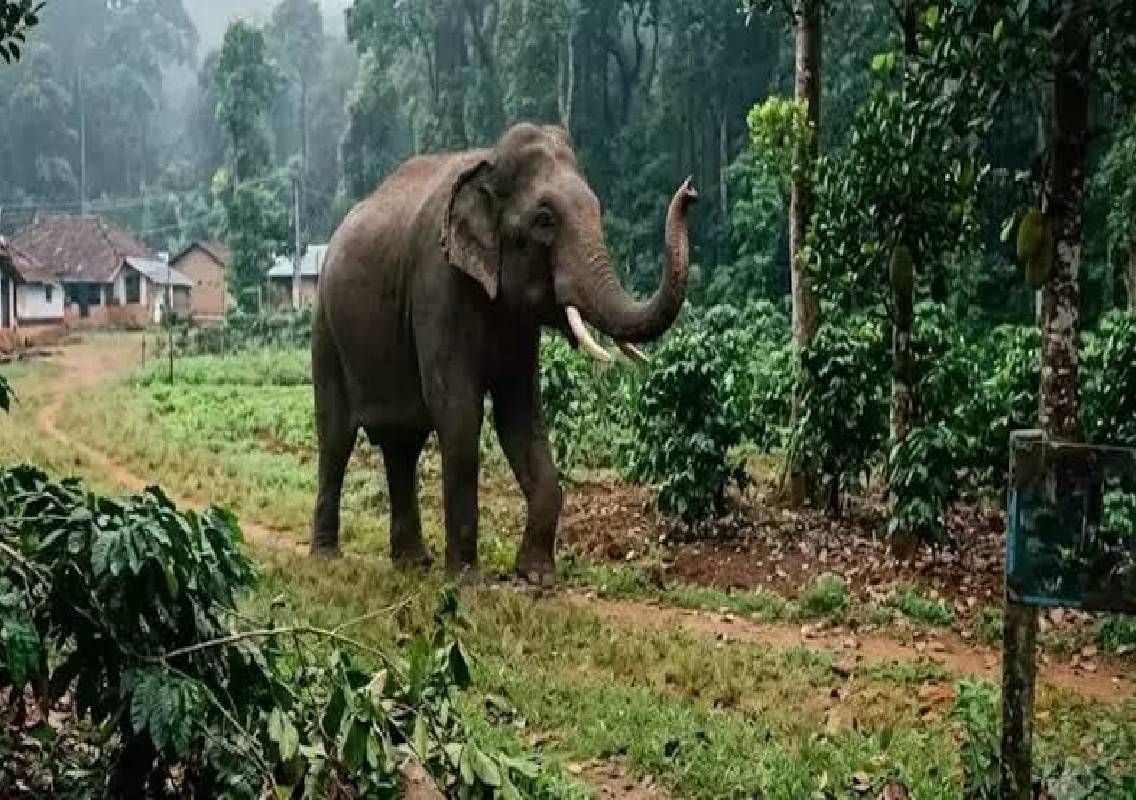 Fisherman killed in elephant attack at BRT Reserve - News Karnataka