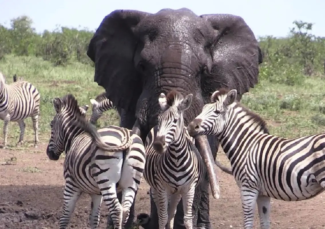 Baby elephant finds safety among zebras after losing her family - News Karnataka