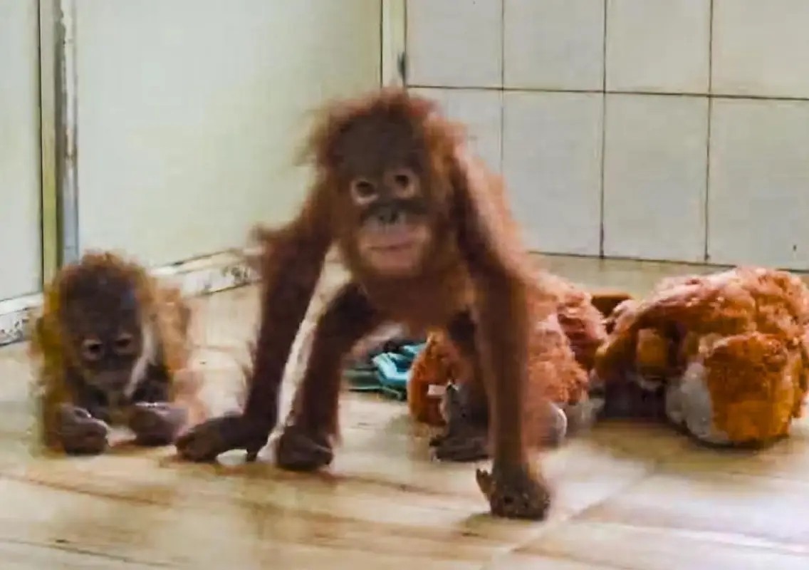 Baby orangutan develops fever at Nandankanan Zoo - News Karnataka