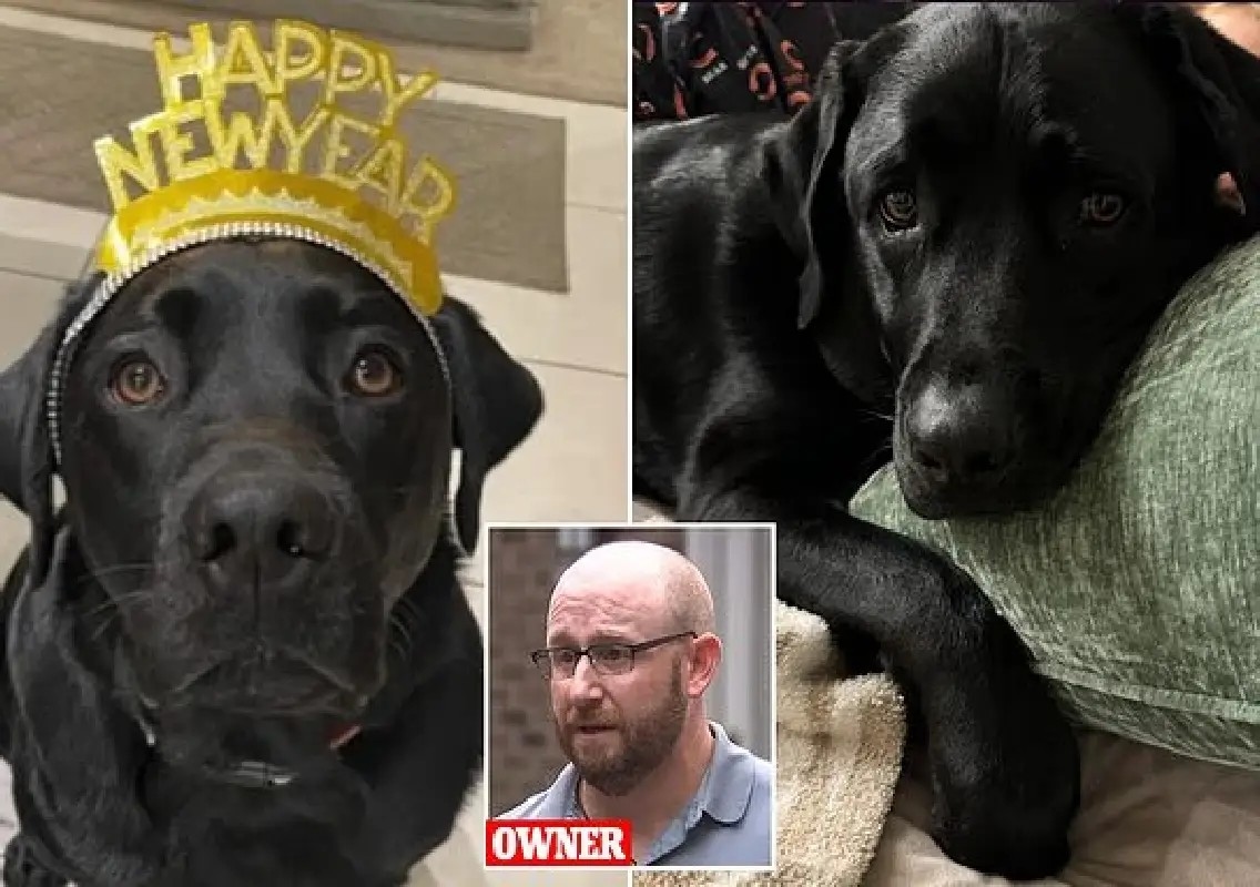 Beloved family dog dies after being left in hot daycare van - News Karnataka