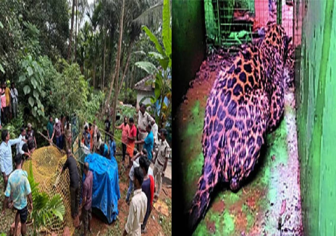 Beltangady leopard rescued from 30-foot open well - News Karnataka