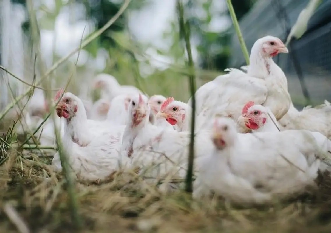 Bengaluru chicken shops face two-day bandh over waste fee - News Karnataka