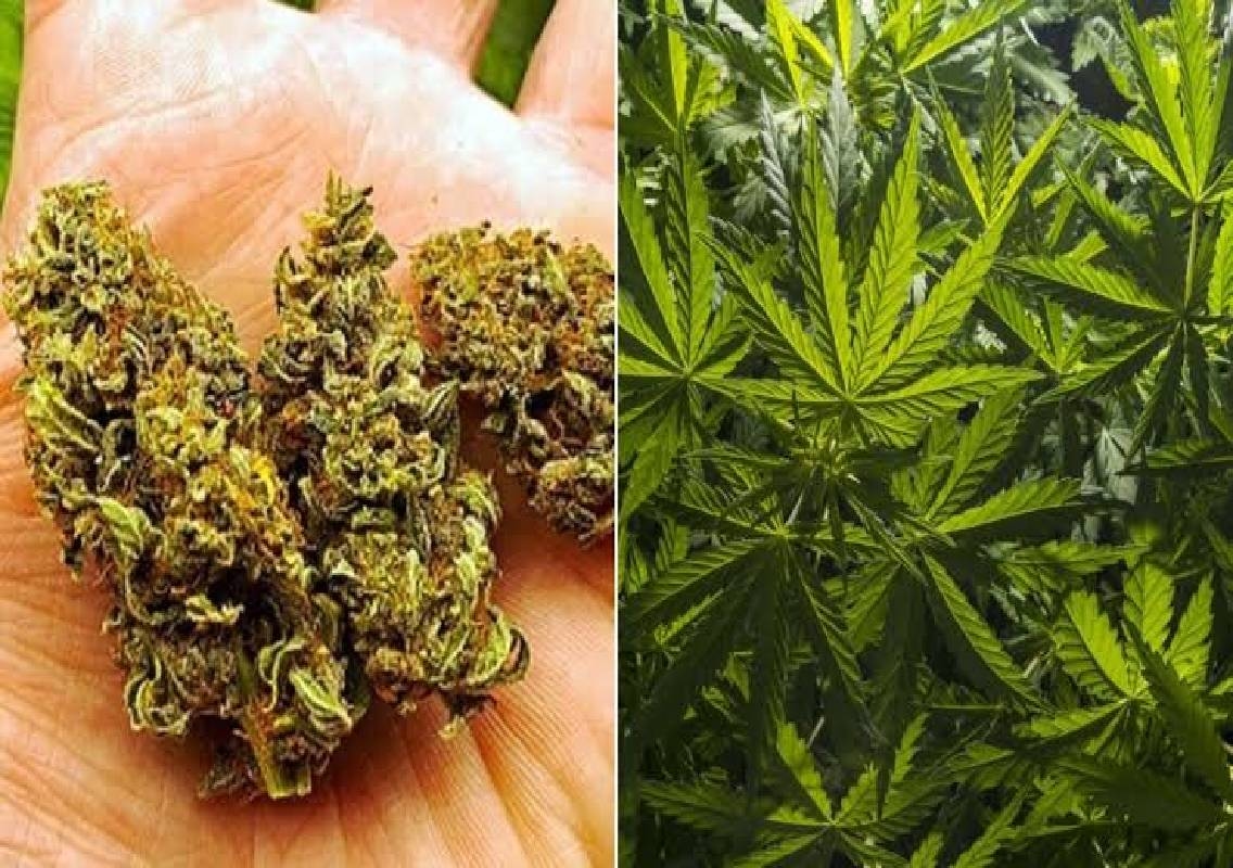 Bengaluru man arrested in AP with 10 kg ganja - News Karnataka