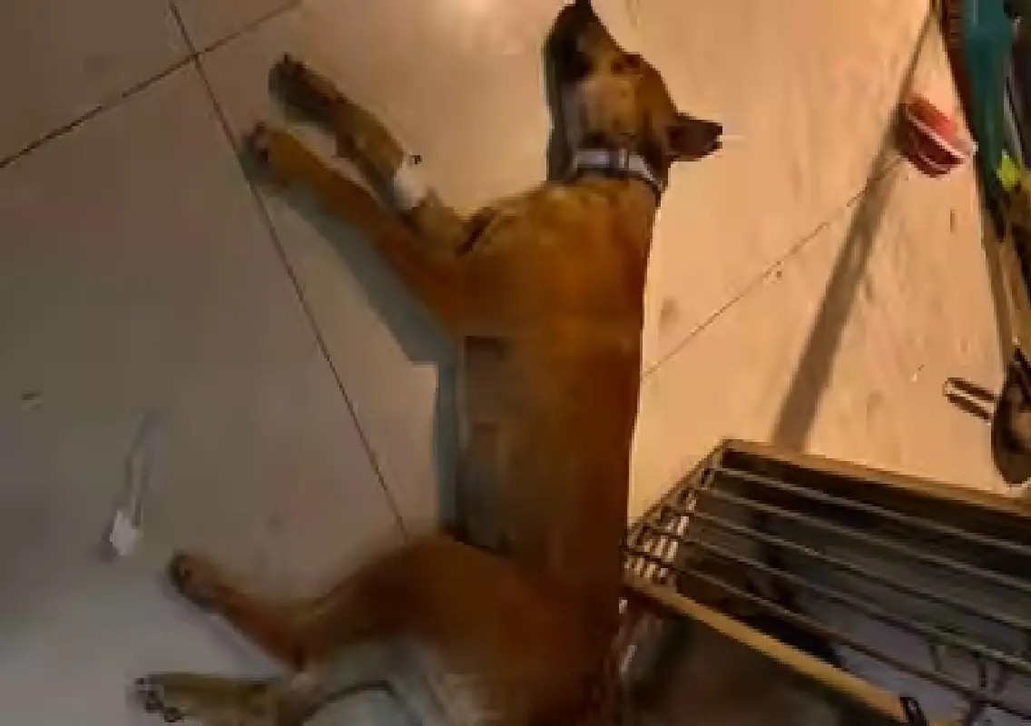 Bengaluru veterinary facility raided, 12 dogs and cat rescued - News Karnataka