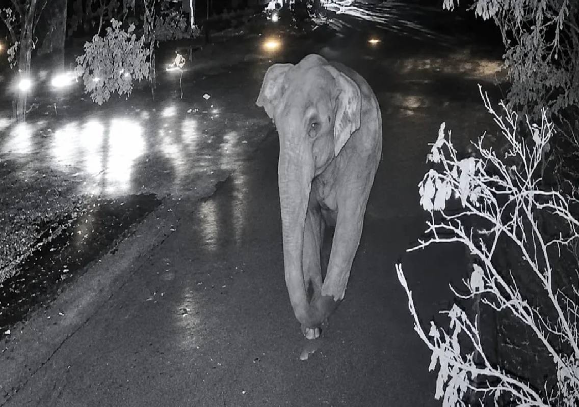 Wild elephant kills morning walker on Bengaluru’s Mysuru Road - News Karnataka