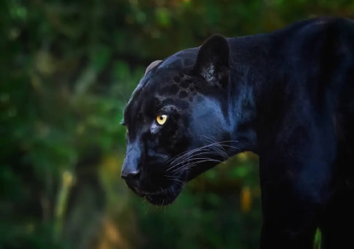 Black leopard sighting near cattle shed sparks concern in Belanje: WATCH - News Karnataka