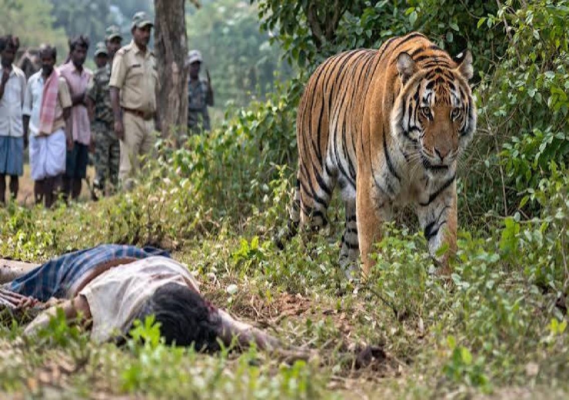 Chamarajanagar tiger rescued 12 days after farmer's death - News Karnataka