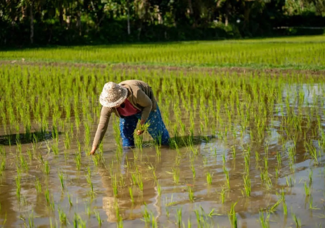 El Niño: Coastal Karnataka faces heat as rain deficit hits paddy crop - News Karnataka