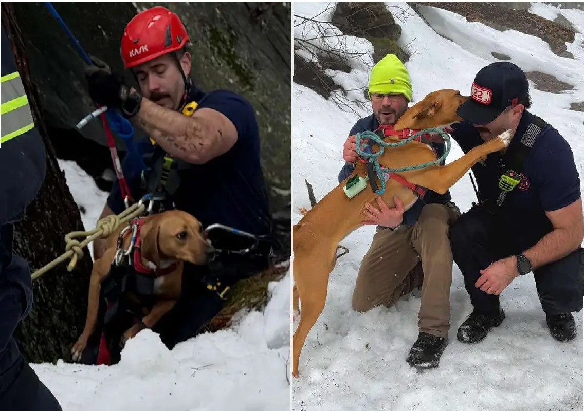 Firefighters carry out daring rescue of dog trapped in Alps - News Karnataka