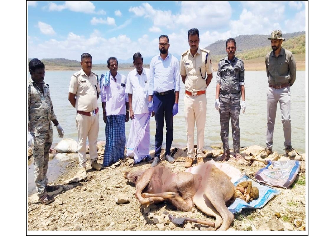 Sambar deer killed in Hanur, poaching under probe - News Karnataka