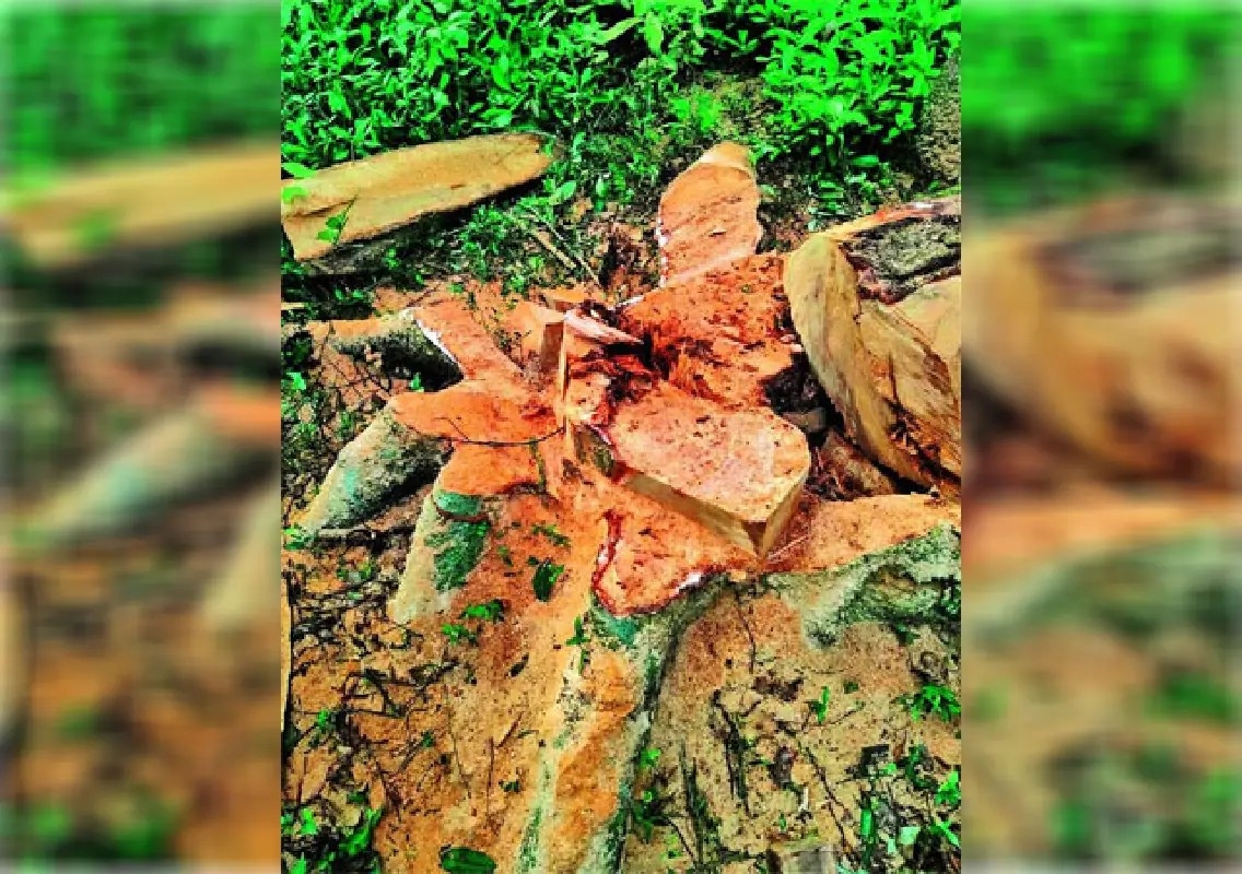 Illegal tree felling reported inside Kudremukh National Park limits - News Karnataka