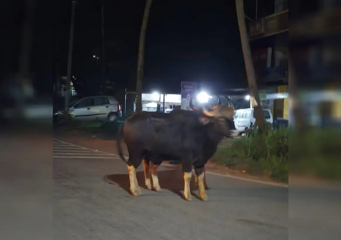 Indian bison spotted near Puttur bypass, raises concern among locals - News Karnataka