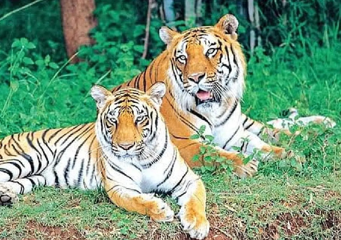 Infrastructure keeps tigers from settling in Telangana reserve - News Karnataka