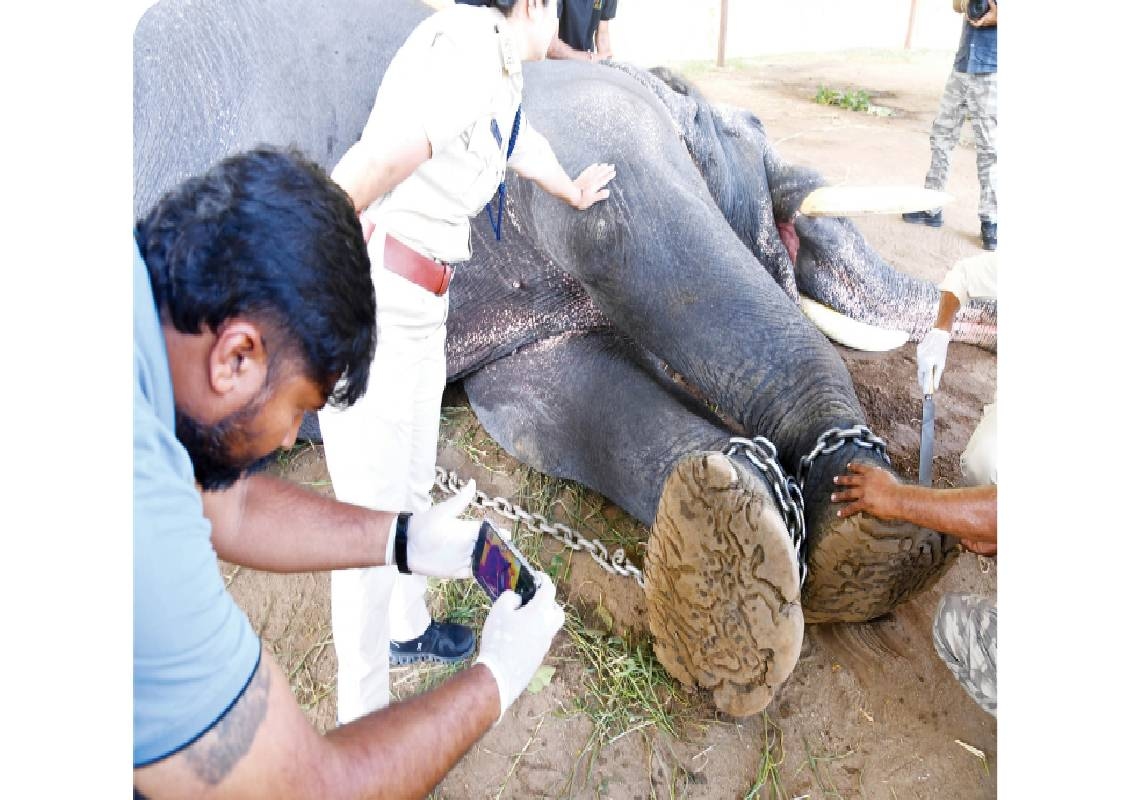 Mysuru Dasara elephants get daily foot checks - News Karnataka