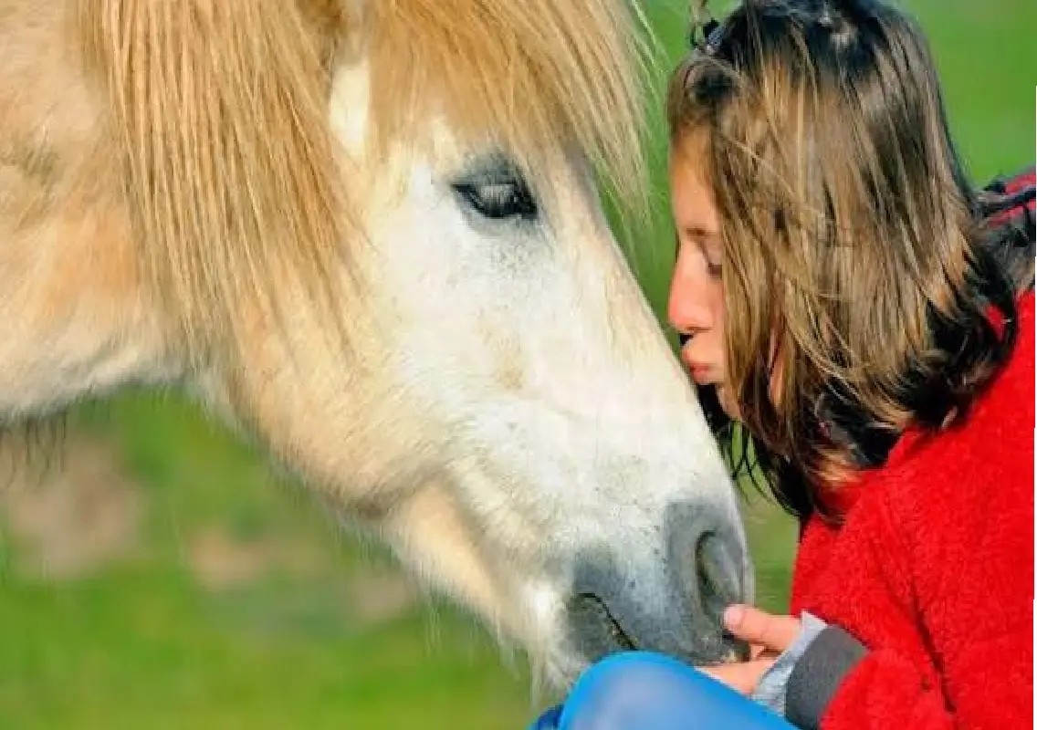 Just three minutes with mini horses may lift teenagers’ moods - News Karnataka