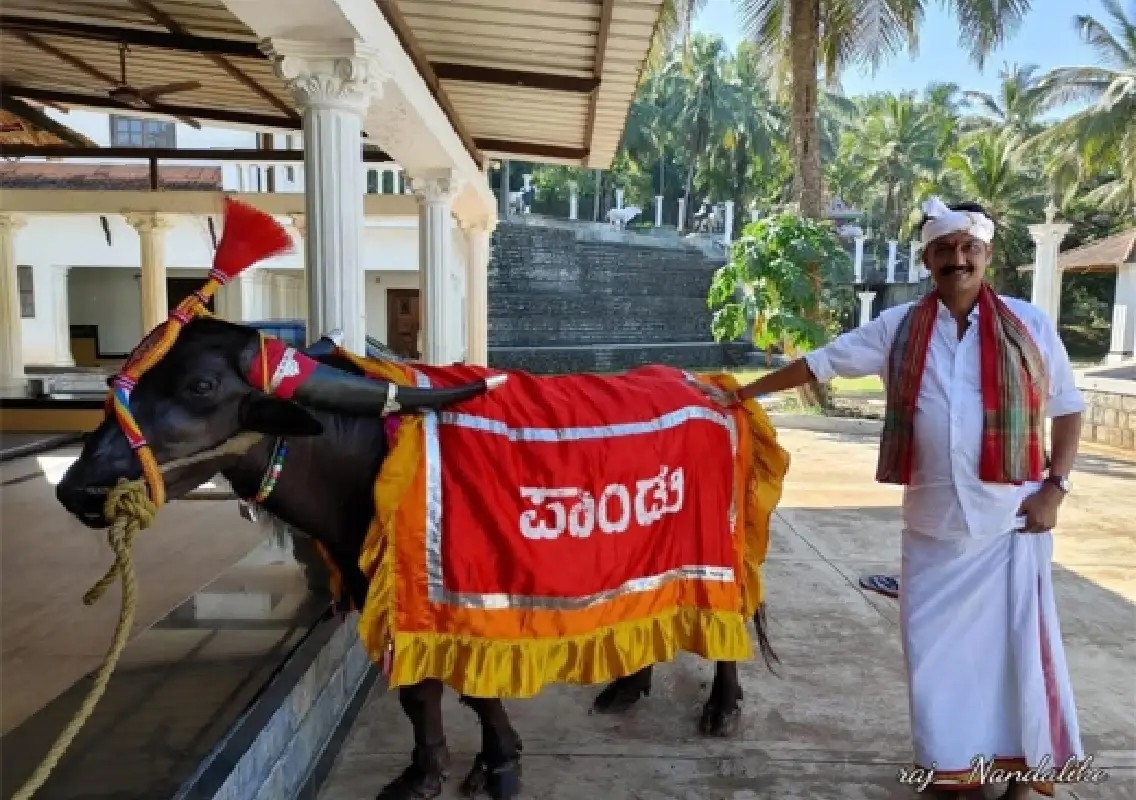 Kambala legend Nandalike Pandu dies at 23 - News Karnataka