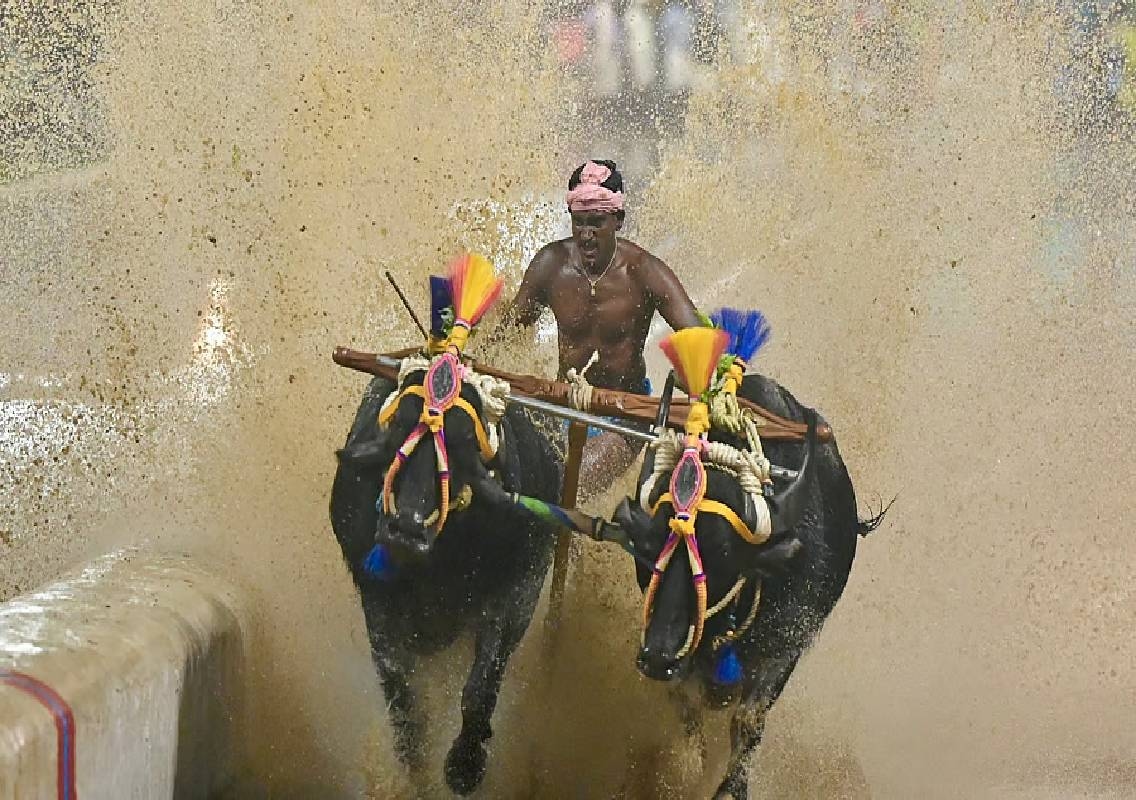 Mysuru Kambala track work progresses for October event - News Karnataka