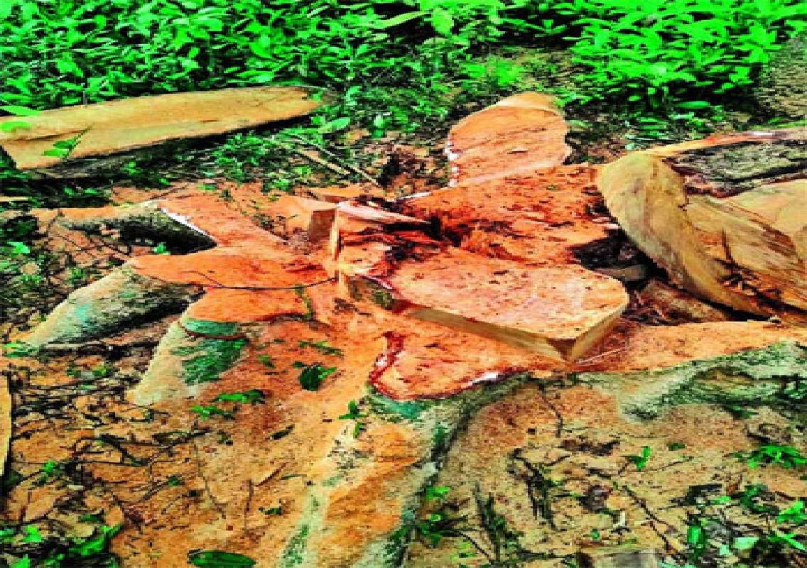 Karkala timber theft attempt involving ₹10 lakh trees foiled - News Karnataka