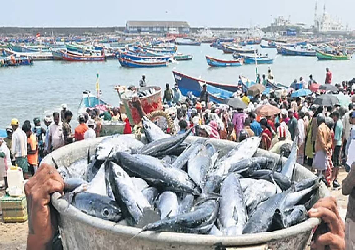 Karnataka seafood exports rise 56% to ₹5,372 crore - News Karnataka