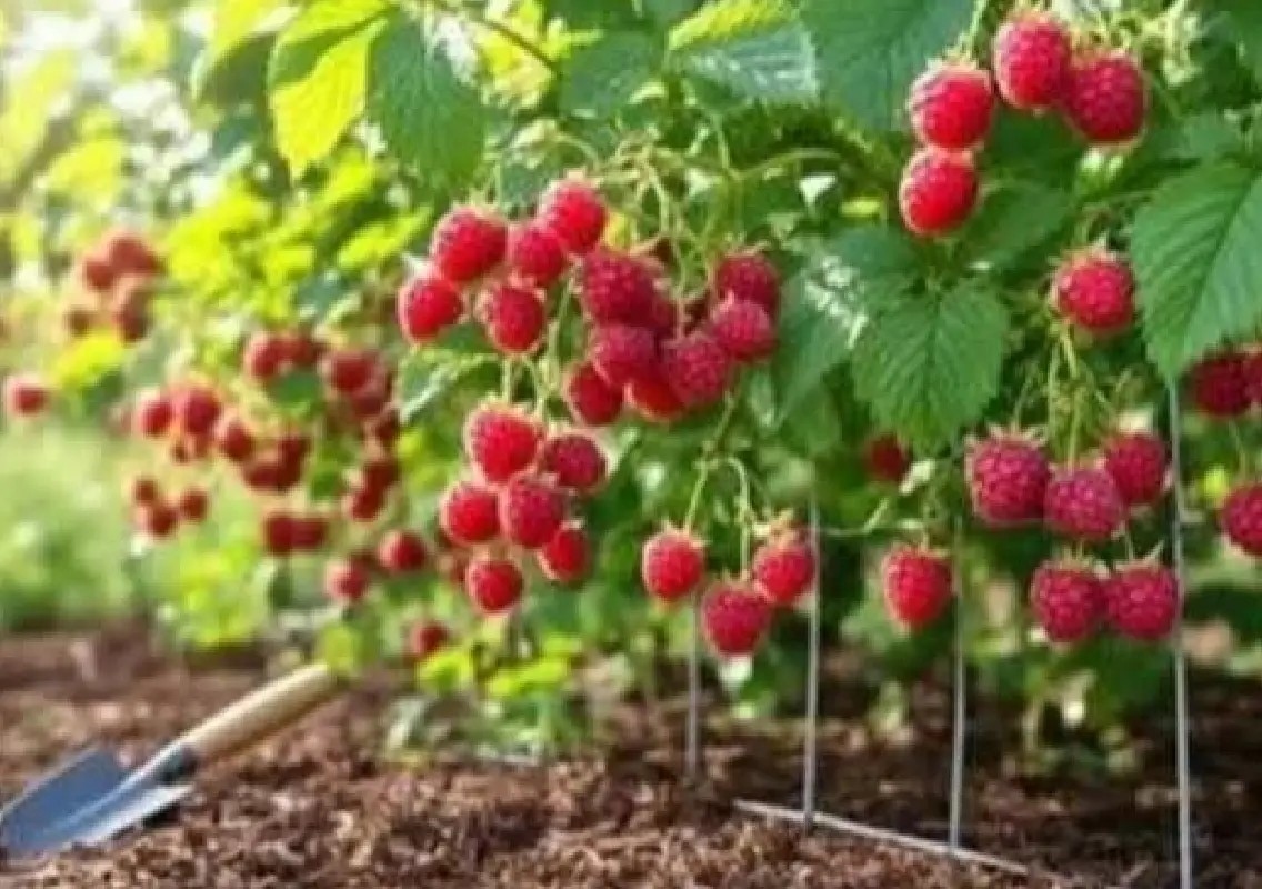Karonda can turn your garden into a fruit paradise - News Karnataka
