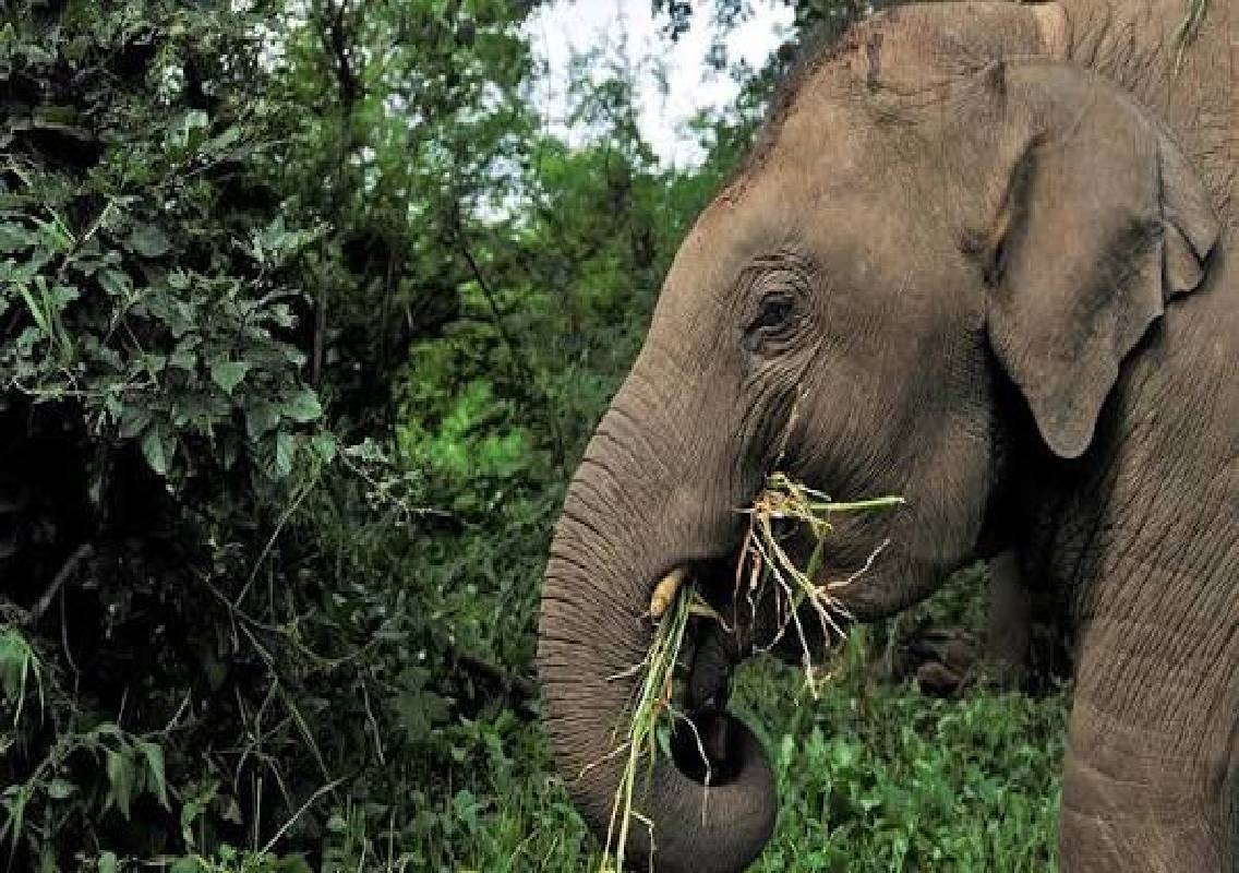 Kodagu records 92 human, 153 elephant deaths in 6 years - News Karnataka