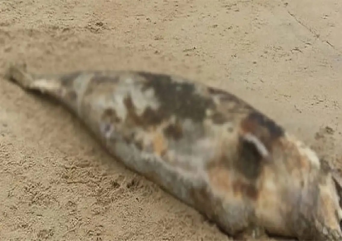 Kundapur: Decomposed dolphin found dead near Kodi lighthouse - News Karnataka